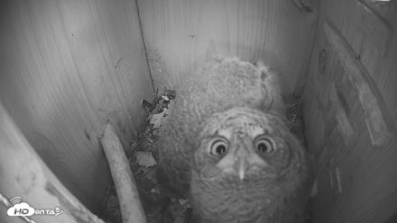 Eastern Screech Owl Nest Box Live Webcam - Apr 21, 2026, 7:14pm CDT