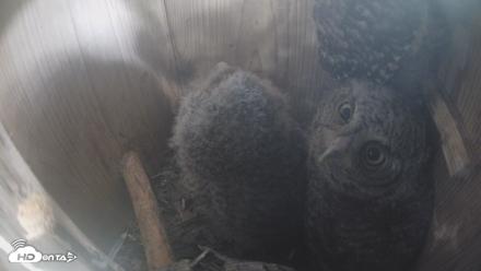 Eastern Screech Owl Nest Box Live Webcam - Apr 17, 2026, 4:23pm CDT