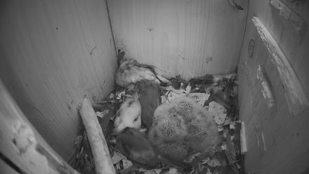 Eastern Screech Owl Nest Box Live Webcam - Mar 28, 2026, 7:24am CDT