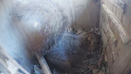 Eastern Screech Owl Nest Box Live Webcam - Jan 30, 2026, 9:07am CST