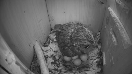 Eastern Screech Owl Nest Box Live Webcam - Mar 6, 2026, 9:49pm CST