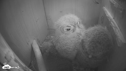 Eastern Screech Owl Nest Box Live Webcam - Apr 14, 2026, 2:25am CDT
