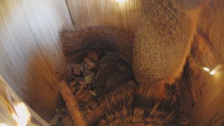 Eastern Screech Owl Nest Box Live Webcam - Jan 18, 2026, 4:07pm CST