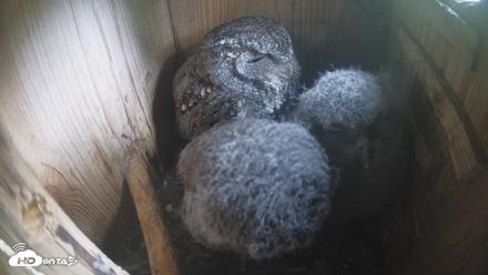 Eastern Screech Owl Nest Box Live Webcam - Apr 18, 2026, 1:14pm CDT