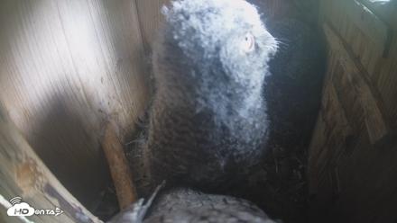 Eastern Screech Owl Nest Box Live Webcam - Apr 17, 2026, 4:22pm CDT