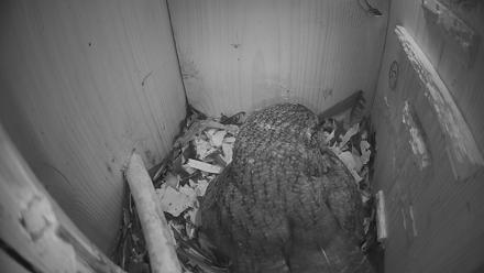 Eastern Screech Owl Nest Box Live Webcam - Mar 21, 2026, 5:16am CDT