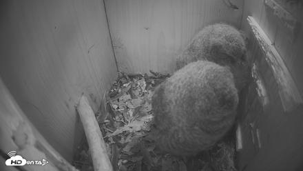 Eastern Screech Owl Nest Box Live Webcam - Apr 20, 2026, 9:03pm CDT