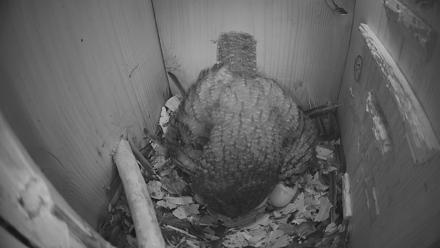 Eastern Screech Owl Nest Box Live Webcam - Mar 19, 2026, 6:34am CDT