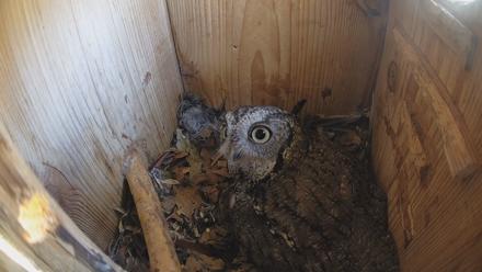 Eastern Screech Owl Nest Box Live Webcam - Mar 19, 2026, 2:02pm CDT