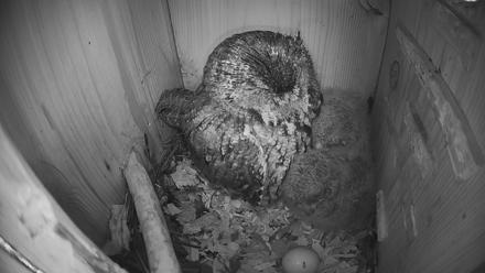 Eastern Screech Owl Nest Box Live Webcam - Apr 4, 2026, 11:09am CDT
