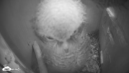 Eastern Screech Owl Nest Box Live Webcam - Apr 21, 2026, 7:59pm CDT