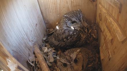 Eastern Screech Owl Nest Box Live Webcam - Feb 7, 2026, 9:29am CST