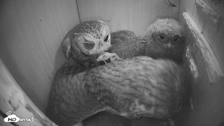 Eastern Screech Owl Nest Box Live Webcam - Apr 12, 2026, 2:31am CDT