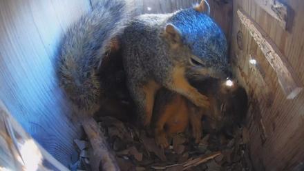 Eastern Screech Owl Nest Box Live Webcam - Jan 3, 2026, 5:27pm CST