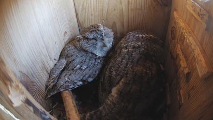 Eastern Screech Owl Nest Box Live Webcam - Feb 12, 2026, 2:36pm CST