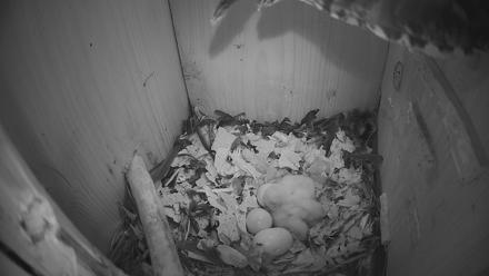 Eastern Screech Owl Nest Box Live Webcam - Mar 20, 2026, 2:02am CDT