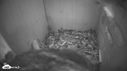 Eastern Screech Owl Nest Box Live Webcam - Apr 17, 2026, 8:21pm CDT