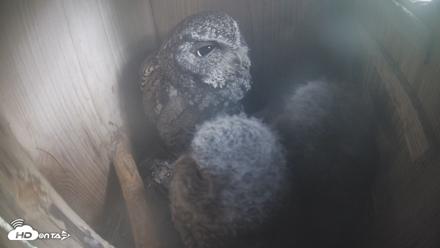 Eastern Screech Owl Nest Box Live Webcam - Apr 14, 2026, 9:15am CDT