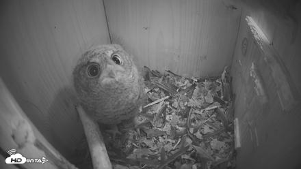 Eastern Screech Owl Nest Box Live Webcam - Apr 19, 2026, 10:13pm CDT