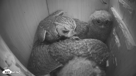 Eastern Screech Owl Nest Box Live Webcam - Apr 12, 2026, 2:31am CDT