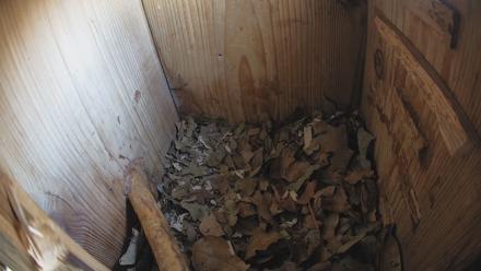 Eastern Screech Owl Nest Box Live Webcam - Jan 11, 2026, 4:38pm CST