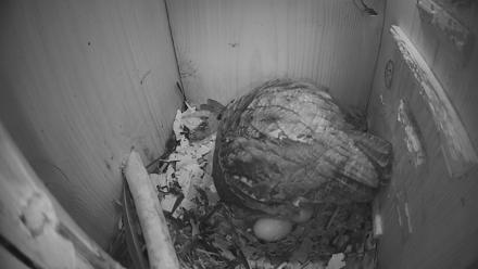 Eastern Screech Owl Nest Box Live Webcam - Mar 19, 2026, 12:05am CDT