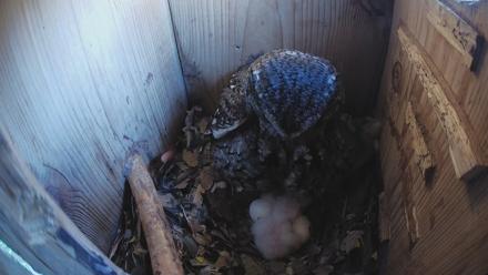 Eastern Screech Owl Nest Box Live Webcam - Mar 20, 2026, 8:27am CDT