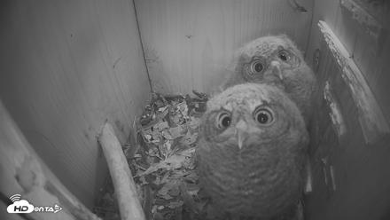 Eastern Screech Owl Nest Box Live Webcam - Apr 20, 2026, 10:28pm CDT