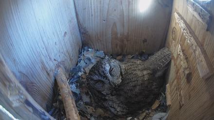 Eastern Screech Owl Nest Box Live Webcam - Mar 15, 2026, 10:19am CDT