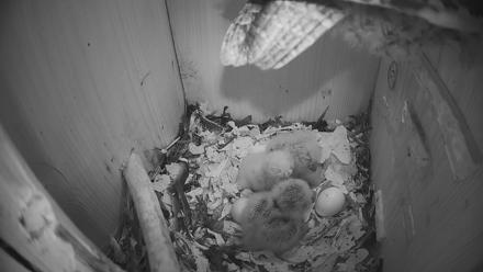 Eastern Screech Owl Nest Box Live Webcam - Mar 26, 2026, 6:53am CDT