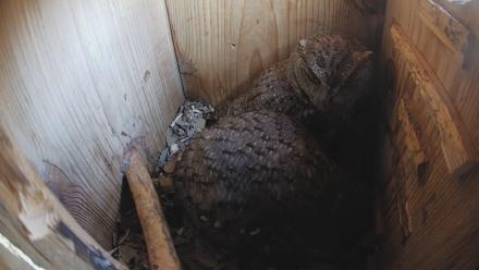 Eastern Screech Owl Nest Box Live Webcam - Feb 12, 2026, 3:19pm CST