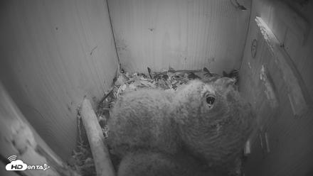 Eastern Screech Owl Nest Box Live Webcam - Apr 12, 2026, 10:04pm CDT