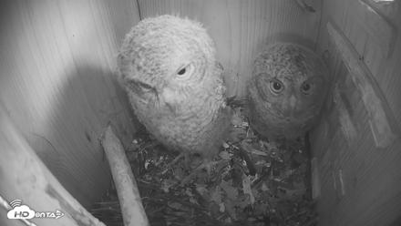 Eastern Screech Owl Nest Box Live Webcam - Apr 21, 2026, 7:11pm CDT