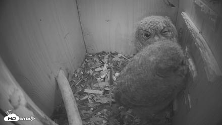 Eastern Screech Owl Nest Box Live Webcam - Apr 19, 2026, 3:17am CDT