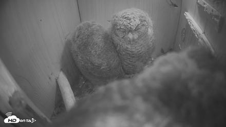 Eastern Screech Owl Nest Box Live Webcam - Apr 17, 2026, 6:36am CDT
