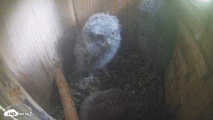 Eastern Screech Owl Nest Box Live Webcam - Apr 16, 2026, 11:34am CDT