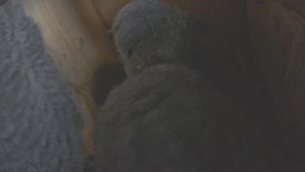 Snapshot Preview Image