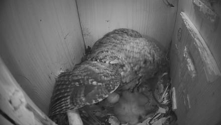Eastern Screech Owl Nest Box Live Webcam - Mar 24, 2026, 2:20am CDT