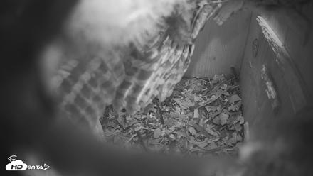Eastern Screech Owl Nest Box Live Webcam - Apr 22, 2026, 7:46pm CDT