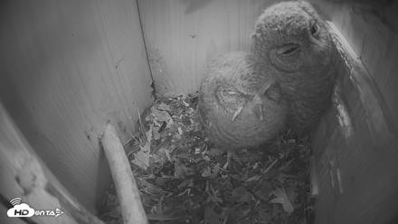 Eastern Screech Owl Nest Box Live Webcam - Apr 21, 2026, 9:53pm CDT