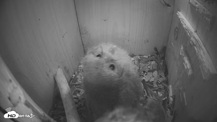 Eastern Screech Owl Nest Box Live Webcam - Apr 16, 2026, 9:00pm CDT