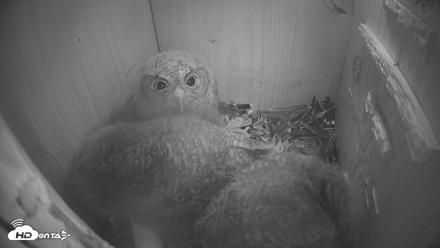 Eastern Screech Owl Nest Box Live Webcam - Apr 14, 2026, 2:24am CDT