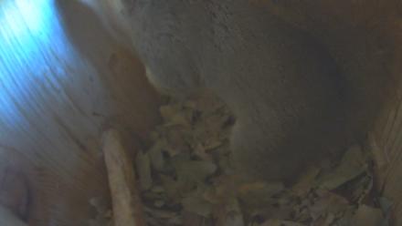 Eastern Screech Owl Nest Box Live Webcam - Nov 21, 2025, 4:26pm CST
