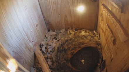 Eastern Screech Owl Nest Box Live Webcam - Jan 31, 2026, 11:54am CST
