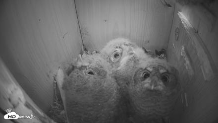Eastern Screech Owl Nest Box Live Webcam - Apr 12, 2026, 9:12pm CDT