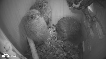 Eastern Screech Owl Nest Box Live Webcam - Apr 17, 2026, 6:42am CDT