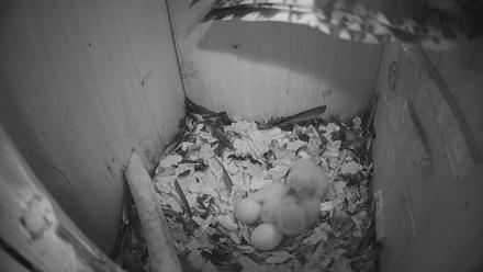 Eastern Screech Owl Nest Box Live Webcam - Mar 22, 2026, 7:45am CDT
