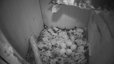 Eastern Screech Owl Nest Box Live Webcam - Mar 7, 2026, 7:31am CST