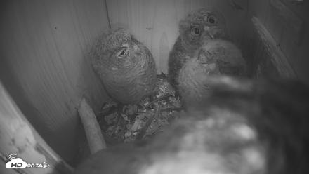 Eastern Screech Owl Nest Box Live Webcam - Apr 14, 2026, 11:16am CDT