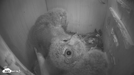 Eastern Screech Owl Nest Box Live Webcam - Apr 14, 2026, 2:26am CDT